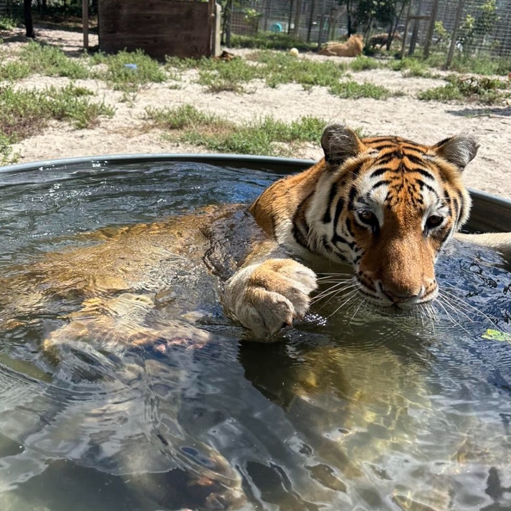 Meet your Posher, Shegoa